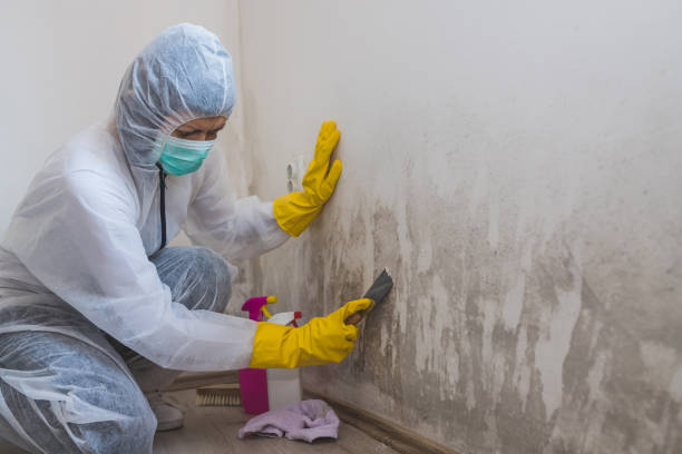 Mold Remediation for Vacation Homes in Carbon Hill, AL